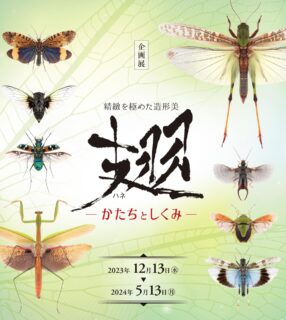 昆虫館企画展「翅－かたちとしくみ－」