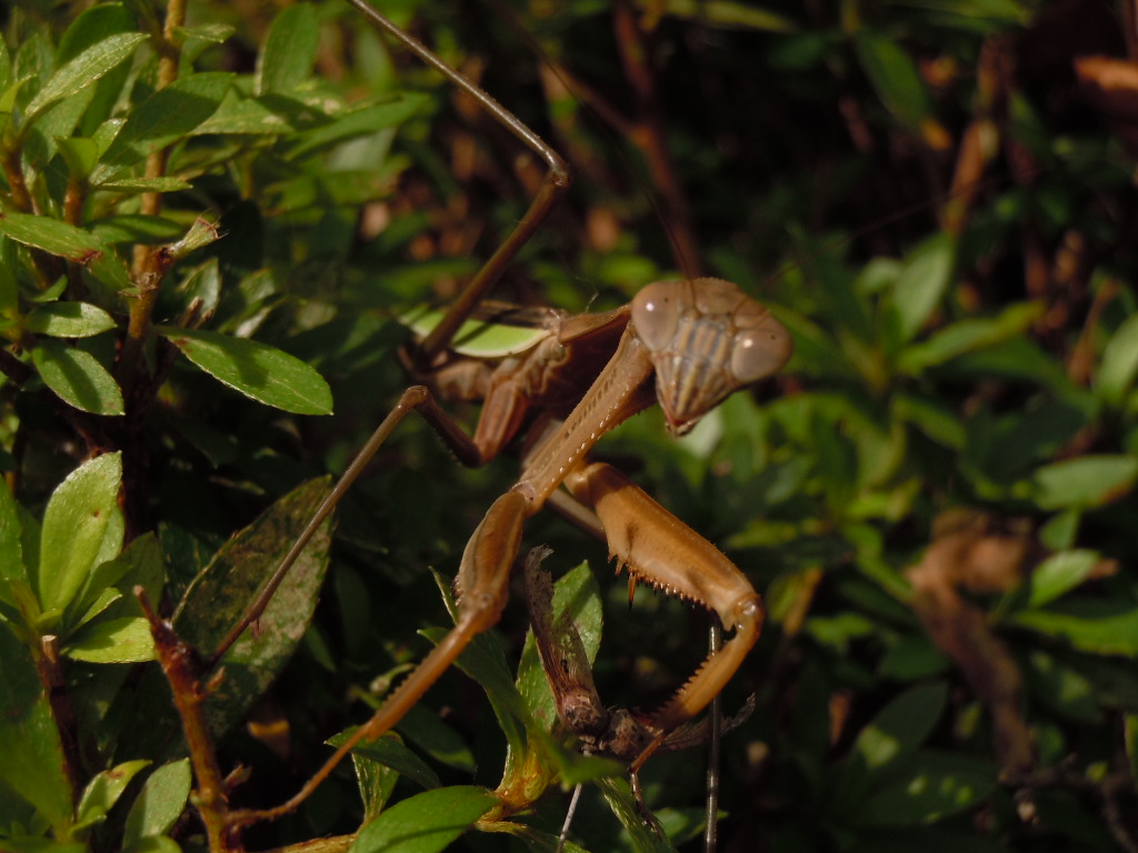 オオカマキリ