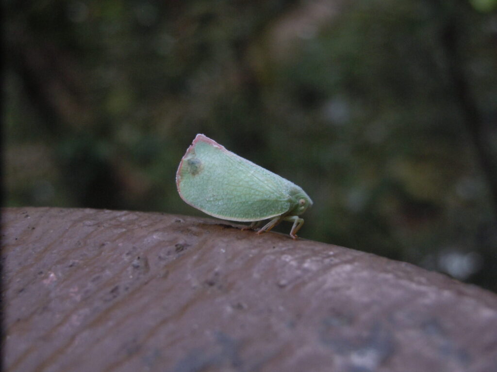 アオバハゴロモ