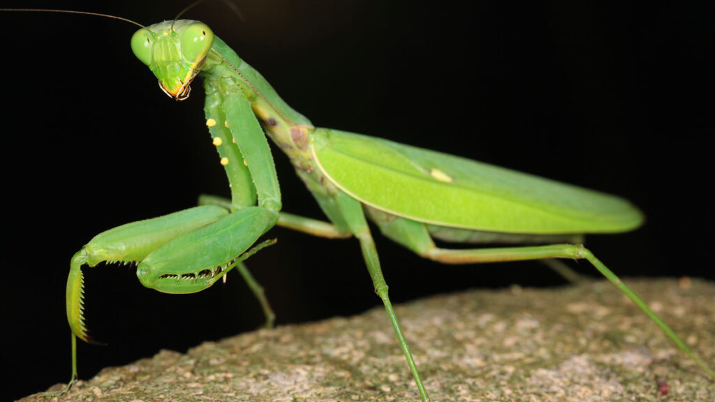 ハラビロカマキリ