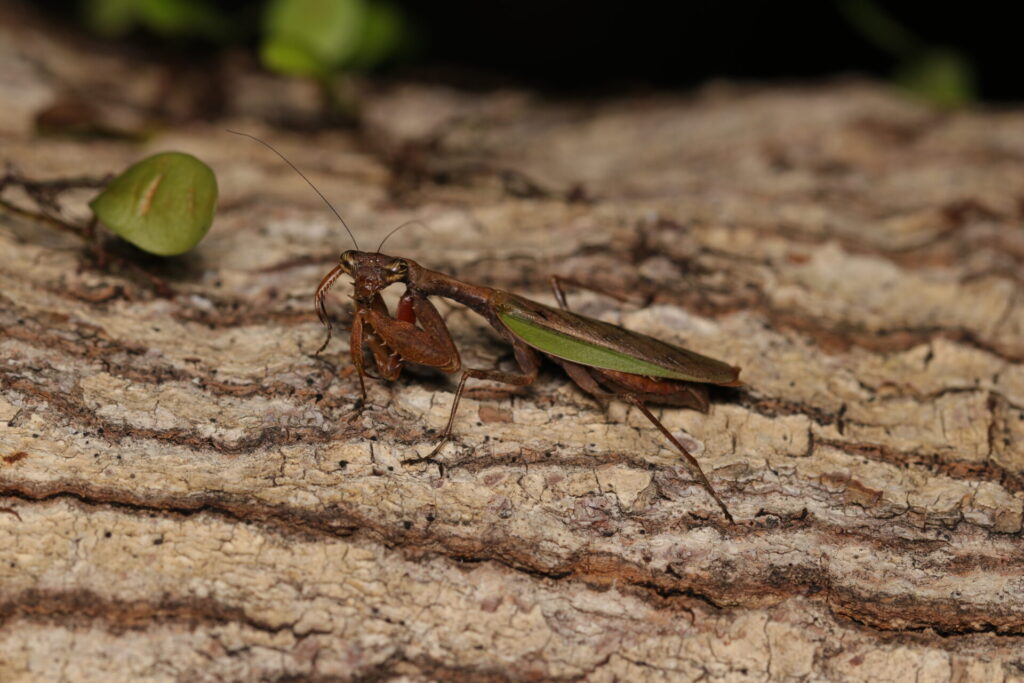 ヒメカマキリ