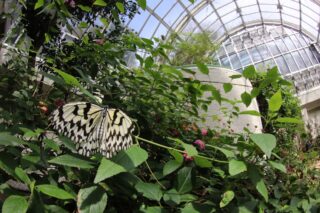 【昆虫館 臨時休館のおしらせ】1月29日～2月2日　設備メンテナンスのため休館