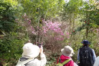 【終了しました】4月6日 楽しむ、近くの低山ハイク「箕面の森でお花見トレッキング」