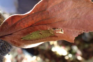 【参加者募集中（先着順）】12月21日「落葉のしたの生きもの観察」（対象：未就学児～小学生）