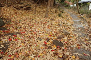 紅葉情報は12月9日にて更新を終了いたします