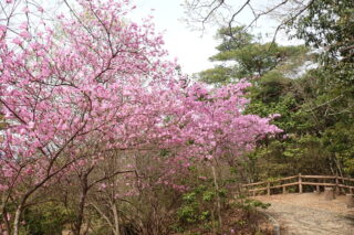 【参加者募集中（先着順）】4月5日 楽しむ、近くの低山ハイク「箕面の森でお花見トレッキング」（対象：高校生以上）