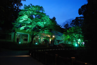 4月25日～5月6日　青もみじライトアップ（昆虫館前）