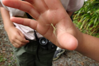 【参加者募集中（先着順）】5月10日　自然観察会「新緑の森の生き物観察」