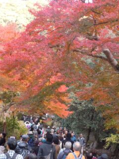 11月22日～24日、29日～30日　滝までの遊歩道（滝道）大混雑にともなうトラブルにご注意ください