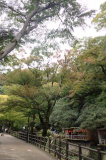 【おしらせ】箕面公園の紅葉情報　更新スタート