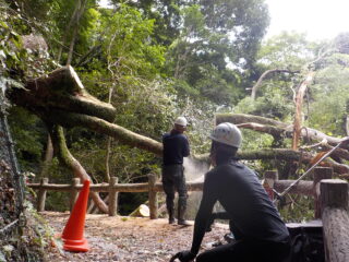 台風6号の大雨による倒木の撤去完了／河川増水中（6/7は雨の予報：引き続きご注意ください）