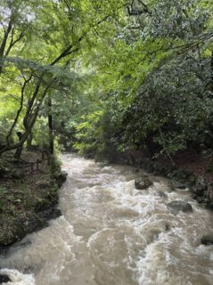 【ご注意ください！】大雨により箕面川は増水しています